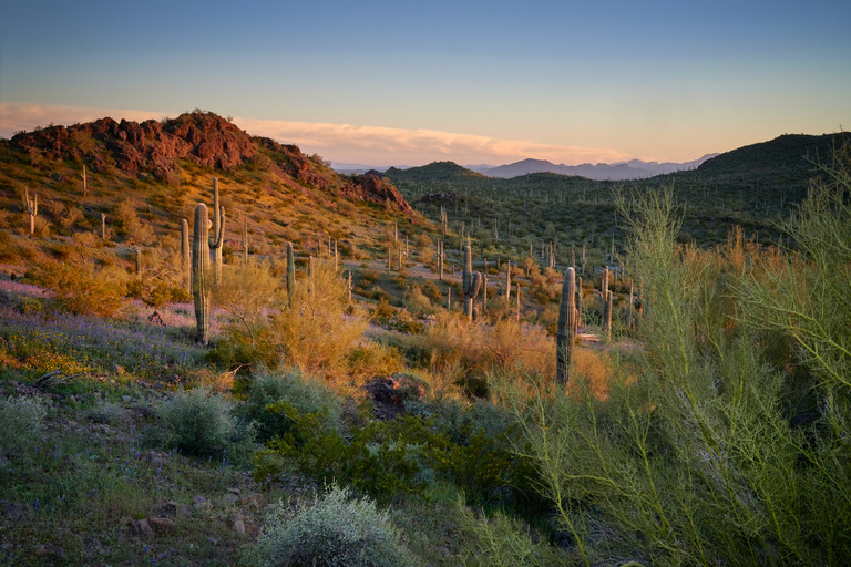 Planting With Purpose: A Guide to Southwest Native Gardening