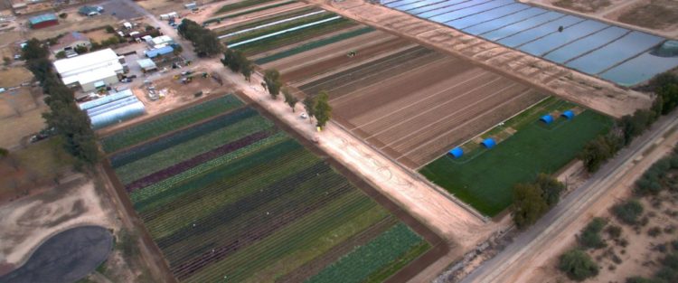 blue-sky-organic-farms