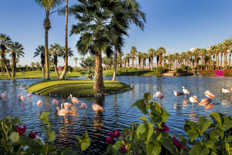 JW Marriott Desert Springs Resort & Spa - Flamingos