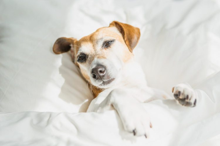 dog-friendly hotels