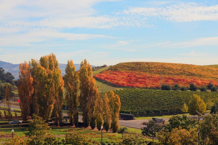 Fall_in_Napa_Valley