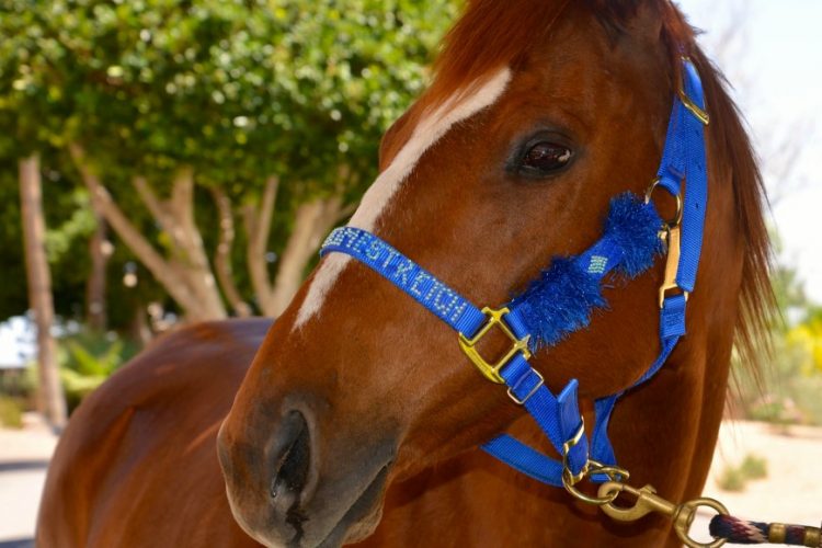 Horse_3_Derby_day_2014-038.jpg-870x580