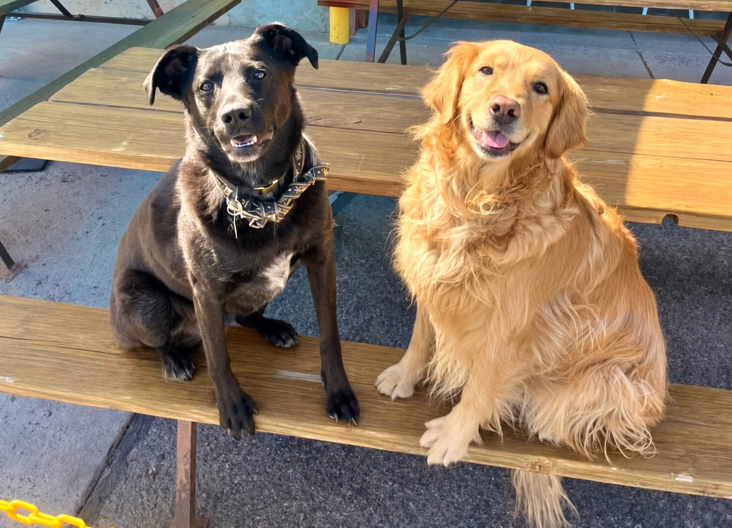 Flagstaff's Dog Days Witbier Supports Pets One Pint at a Time